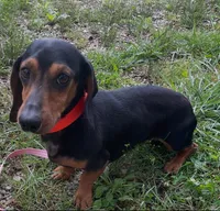 Lullaby , a female Miniature Dachshund for sale in Halfway, MO – 7 of 7