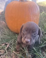 Sweet chocolate heart, a female Miniature Dachshund for sale in Buffalo, MO – 2 of 4