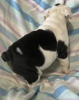 Dotty, a female English Bulldog for sale in Buffalo, MO – 4 of 7