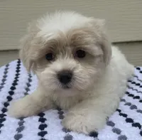 Teddy Bear 2, a male Bichon Frise and Shih Tzu for sale in Halfway, MO – 2 of 9