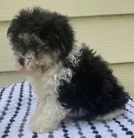 Teddy Bear 1, a male Bichon Frise and Shih Tzu for sale in Halfway, MO – 2 of 10