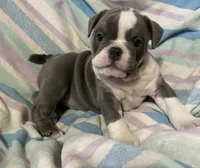 Blue tri girl 2, a female English Bulldog for sale in Buffalo, MO – 3 of 4