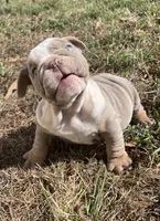 Potato , a male English Bulldog for sale in Buffalo, MO – 8 of 9