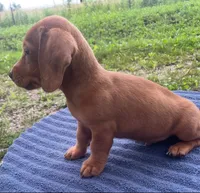 Zohan, a male Miniature Dachshund for sale in Halfway, MO – 4 of 7