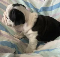 Black tri male 2, a male English Bulldog for sale in Buffalo, MO – 4 of 9