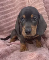 Leo, a female Miniature Dachshund for sale in Halfway, MO – 6 of 9