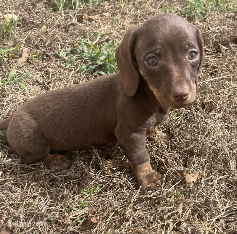 Small and sweet – Miniature Dachshund puppy for sale in Buffalo, MO