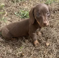 Small and sweet, a female Miniature Dachshund for sale in Buffalo, MO – 1 of 5