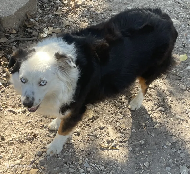 Farm dog – Miniature Australian Shepherd puppy for sale in Buffalo, MO