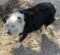Farm dog, a male Miniature Australian Shepherd for sale in Buffalo, MO – 1 of 4