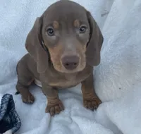 Dunkin, a male Miniature Dachshund for sale in Buffalo, MO – 4 of 6
