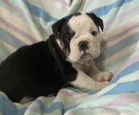 Black tri male 2, a male English Bulldog for sale in Buffalo, MO – 3 of 9