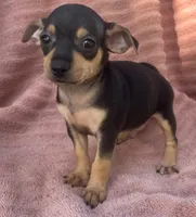 Taco-boy, a male Chihuahua for sale in Buffalo, MO – 2 of 4