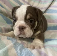 Chocolate girl 2, a female English Bulldog for sale in Buffalo, MO – 7 of 7