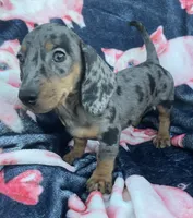 Blue piebald girl , a female Dachshund for sale in Buffalo, MO – 4 of 4