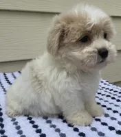 Teddy Bear 2, a male Bichon Frise and Shih Tzu for sale in Halfway, MO – 5 of 9