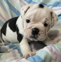 Dotty, a female English Bulldog for sale in Buffalo, MO – 1 of 7
