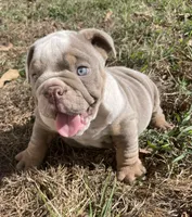 Potato , a male English Bulldog for sale in Buffalo, MO – 9 of 9