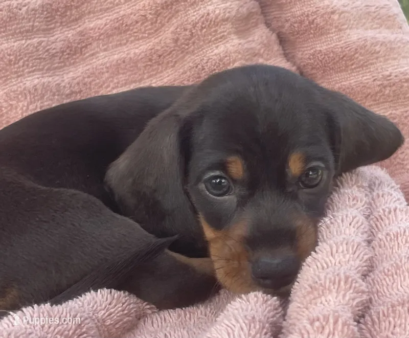 Lullaby  – Miniature Dachshund puppy for sale in Halfway, MO