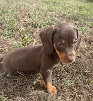 Sweet and playful, a male Miniature Dachshund for sale in Buffalo, MO – 5 of 8