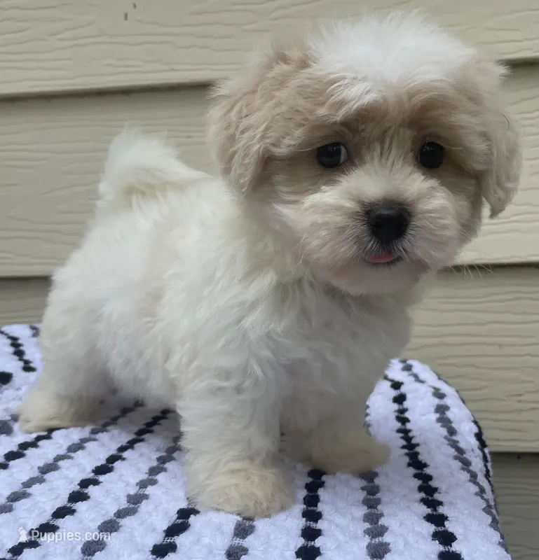 Teddy Bear 2 – Bichon Frise, Shih Tzu puppy for sale in Halfway, MO
