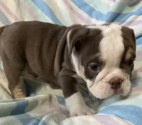 Chocolate girl 2, a female English Bulldog for sale in Buffalo, MO – 2 of 7