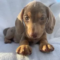 Noah, a male Dachshund for sale in Buffalo, MO – 3 of 7