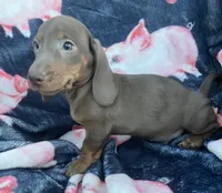 Chocolate Boy, a male Dachshund for sale in Buffalo, MO – 4 of 4