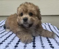Teddy Bear 3, a male Bichon Frise and Shih Tzu for sale in Halfway, MO – 5 of 10