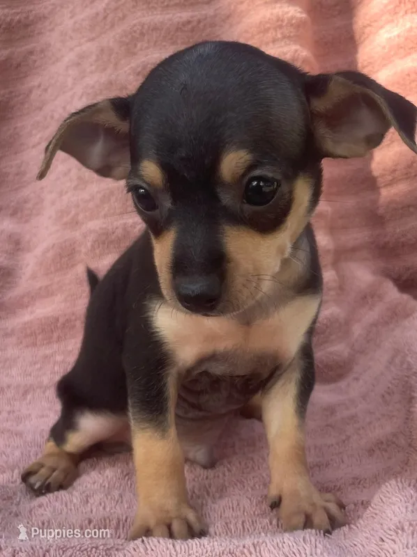 Taco-boy – Chihuahua puppy for sale in Buffalo, MO
