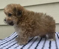 Teddy Bear 3, a male Bichon Frise and Shih Tzu for sale in Halfway, MO – 6 of 10