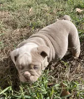 Potato , a male English Bulldog for sale in Buffalo, MO – 7 of 9