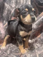 Bell girl, a female Chihuahua for sale in Buffalo, MO – 1 of 5