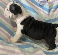 Black tri male 2, a male English Bulldog for sale in Buffalo, MO – 9 of 9