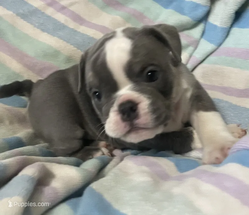 Blue tri girl 2 – English Bulldog puppy for sale in Buffalo, MO