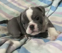Blue tri girl 2, a female English Bulldog for sale in Buffalo, MO – 1 of 4