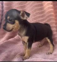Taco-boy, a male Chihuahua for sale in Buffalo, MO – 4 of 4