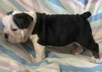 Black tri male 2, a male English Bulldog for sale in Buffalo, MO – 8 of 9