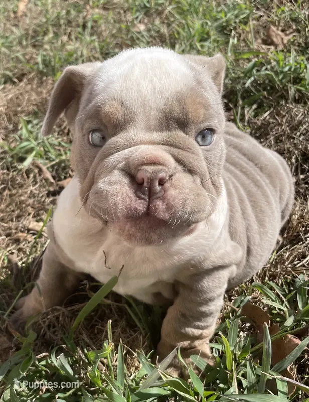Potato  – English Bulldog puppy for sale in Buffalo, MO