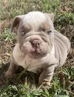 Potato , a male English Bulldog for sale in Buffalo, MO – 1 of 9