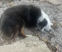 Farm dog, a male Miniature Australian Shepherd for sale in Buffalo, MO – 3 of 4