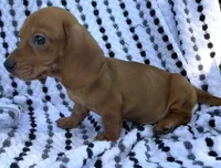 Frankie, a male Miniature Dachshund for sale in Halfway, MO – 4 of 10