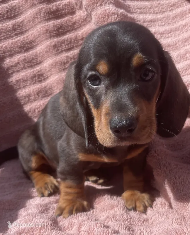 Leo – Miniature Dachshund puppy for sale in Halfway, MO