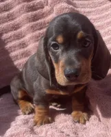 Leo, a female Miniature Dachshund for sale in Halfway, MO – 1 of 9