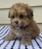 Teddy Bear 3, a male Bichon Frise and Shih Tzu for sale in Halfway, MO – 9 of 10