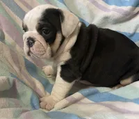 Black tru girl, a female English Bulldog for sale in Buffalo, MO – 5 of 6