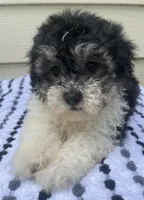 Teddy Bear 1, a male Bichon Frise and Shih Tzu for sale in Halfway, MO – 7 of 10