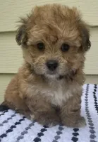 Teddy Bear 3, a male Bichon Frise and Shih Tzu for sale in Halfway, MO – 4 of 10
