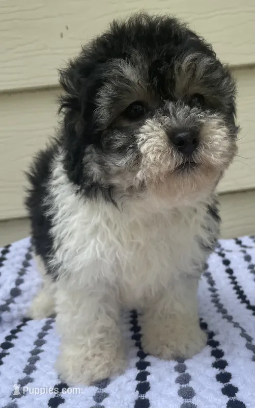 Teddy Bear 1 – Bichon Frise, Shih Tzu puppy for sale in Halfway, MO