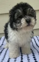 Teddy Bear 1, a male Bichon Frise and Shih Tzu for sale in Halfway, MO – 1 of 10